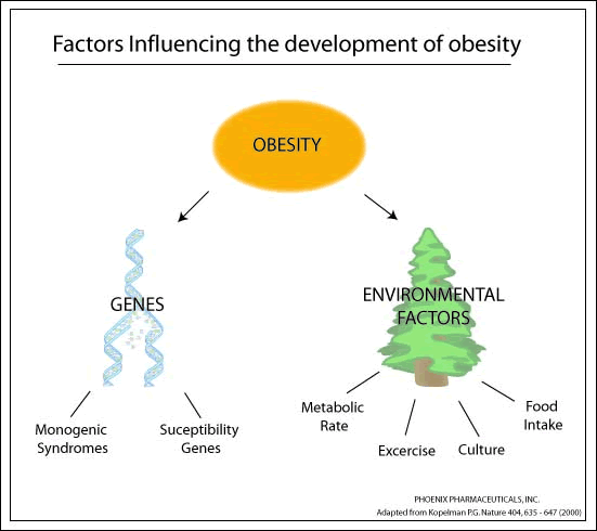 Hasil gambar untuk faktor obesitas