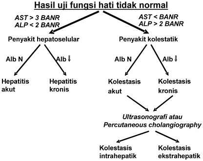 Penerapan uji fungsi hati untuk diagnosis penyakit hati dibantu oleh diagnostik pencitraan